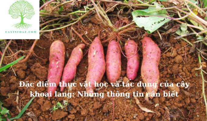 Đặc điểm thực vật học và tác dụng của cây khoai lang: Những thông tin cần biết