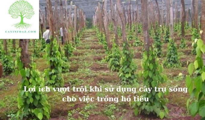 Lợi ích vượt trội khi sử dụng cây trụ sống cho việc trồng hồ tiêu