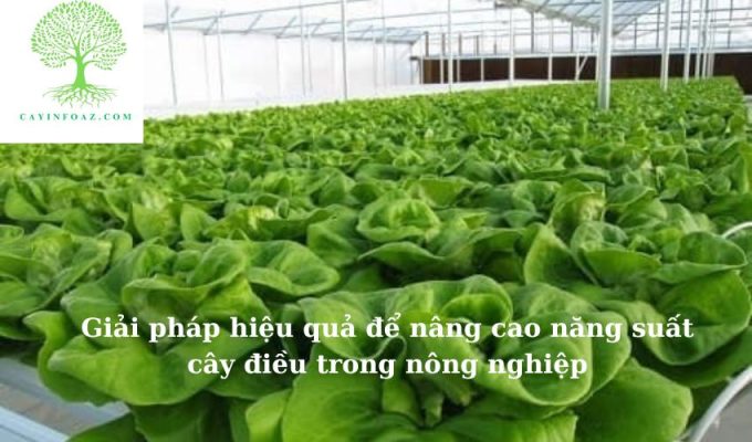 Giải pháp hiệu quả để nâng cao năng suất cây điều trong nông nghiệp