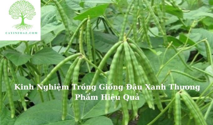 Kinh Nghiệm Trồng Giống Đậu Xanh Thương Phẩm Hiệu Quả