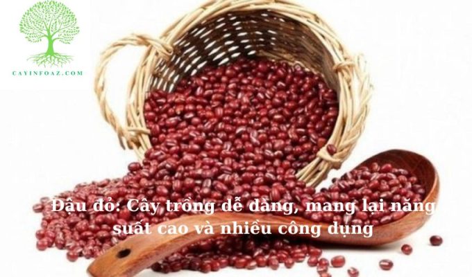 Đậu đỏ: Cây trồng dễ dàng, mang lại năng suất cao và nhiều công dụng