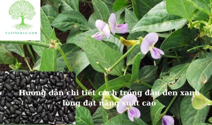 Hướng dẫn chi tiết cách trồng đậu đen xanh lòng đạt năng suất cao