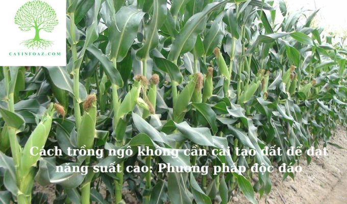 Cách trồng ngô không cần cải tạo đất để đạt năng suất cao: Phương pháp độc đáo