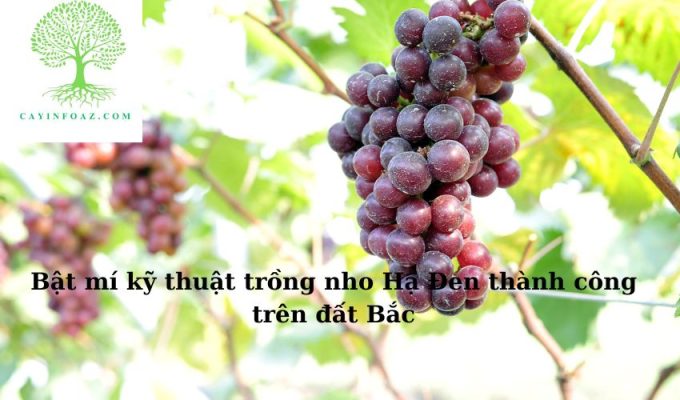 Bật mí kỹ thuật trồng nho Hạ Đen thành công trên đất Bắc