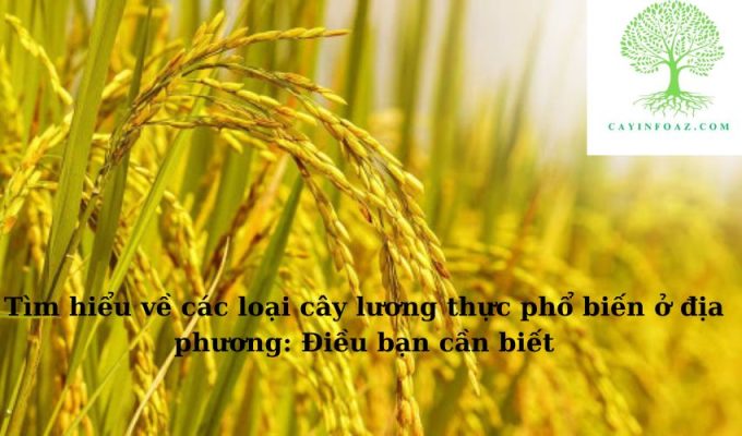 Tìm hiểu về các loại cây lương thực phổ biến ở địa phương: Điều bạn cần biết