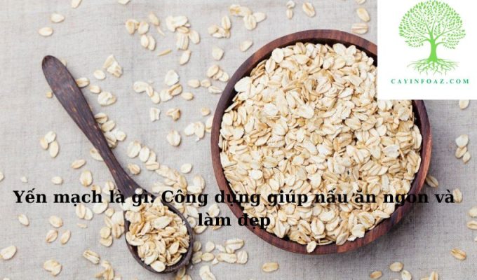 Yến mạch là gì: Công dụng giúp nấu ăn ngon và làm đẹp