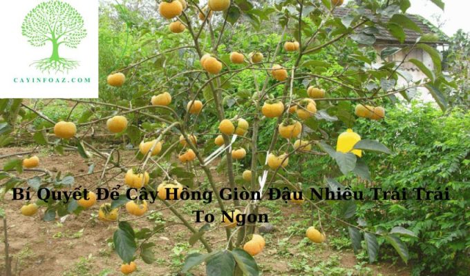 Bí Quyết Để Cây Hồng Giòn Đậu Nhiều Trái Trái To Ngon