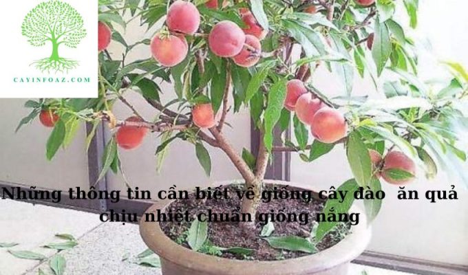 Những thông tin cần biết về giống cây đào  ăn quả chịu nhiệt chuẩn giống nắng