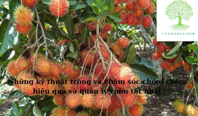 Những kỹ thuật trồng và chăm sóc chôm chôm hiệu quả và quản lý vườn tốt nhất