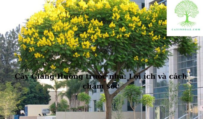 Cây Giáng Hương trước nhà: Lợi ích và cách chăm sóc