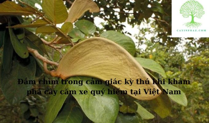 Đắm chìm trong cảm giác kỳ thú khi khám phá cây căm xe quý hiếm tại Việt Nam