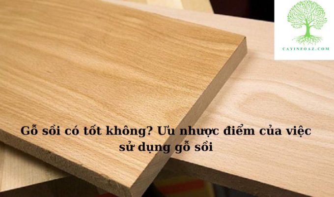 Gỗ sồi có tốt không? Ưu nhược điểm của việc sử dụng gỗ sồi