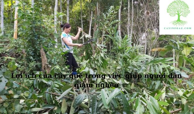 Lợi ích của cây quế trong việc giúp người dân giảm nghèo