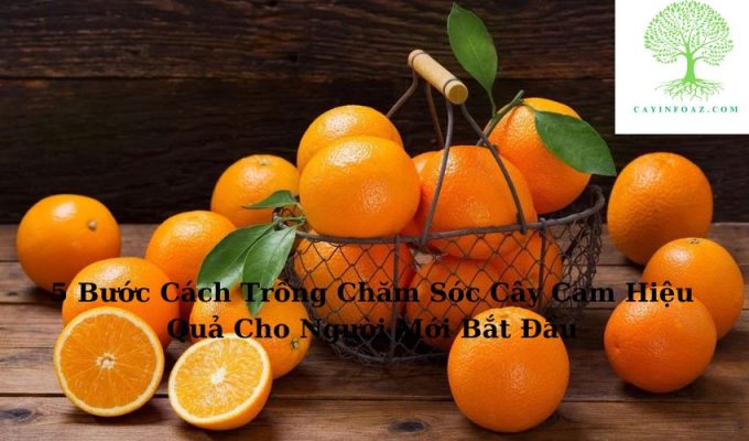 5 Bước Cách Trồng Chăm Sóc Cây Cam Hiệu Quả Cho Người Mới Bắt Đầu