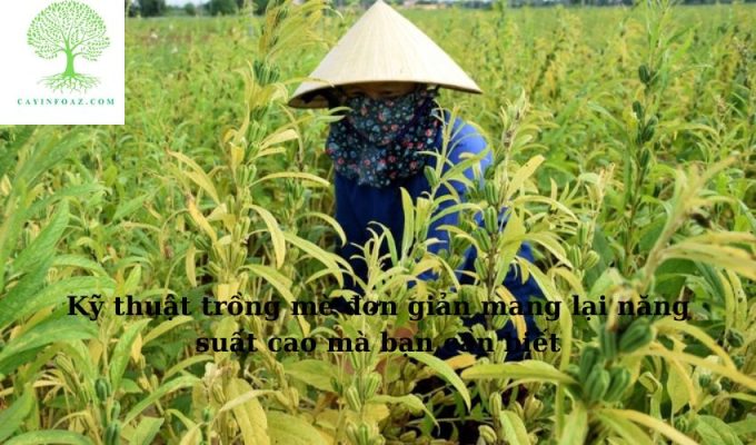 Kỹ thuật trồng mè đơn giản mang lại năng suất cao mà bạn cần biết