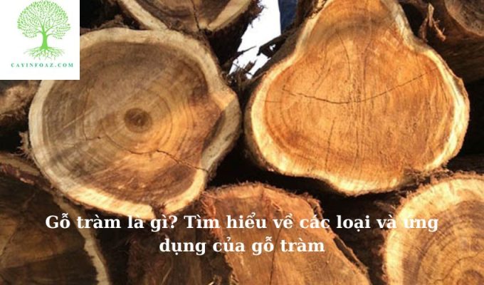 Gỗ tràm là gì? Tìm hiểu về các loại và ứng dụng của gỗ tràm