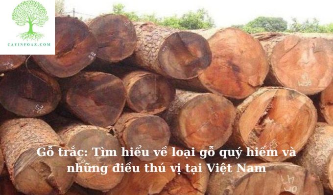 Gỗ trắc: Tìm hiểu về loại gỗ quý hiếm và những điều thú vị tại Việt Nam