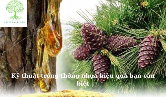 Kỹ thuật trồng thông nhựa hiệu quả bạn cần biết