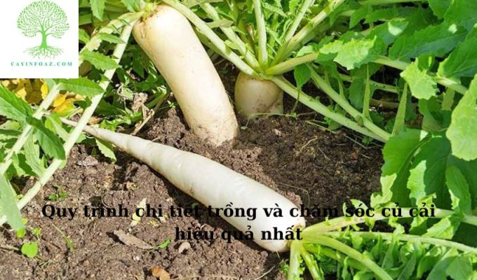 Quy trình chi tiết trồng và chăm sóc củ cải hiệu quả nhất