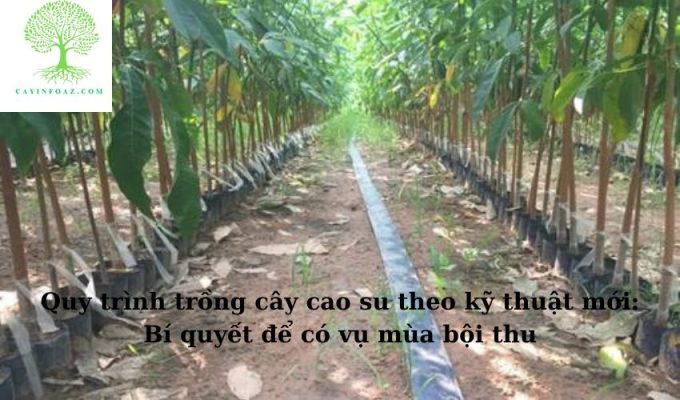 Quy trình trồng cây cao su theo kỹ thuật mới: Bí quyết để có vụ mùa bội thu