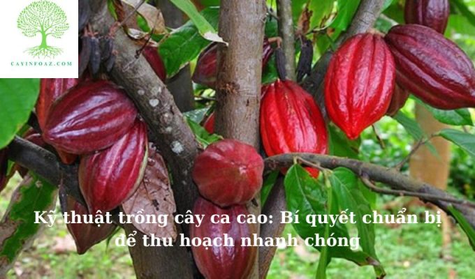 Kỹ thuật trồng cây ca cao: Bí quyết chuẩn bị để thu hoạch nhanh chóng