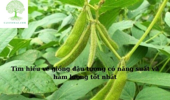 Tìm hiểu về giống đậu tương có năng suất và hàm lượng tốt nhất