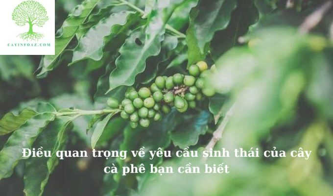 Điều quan trọng về yêu cầu sinh thái của cây cà phê bạn cần biết