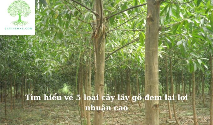 Tìm hiểu về 5 loại cây lấy gỗ đem lại lợi nhuận cao