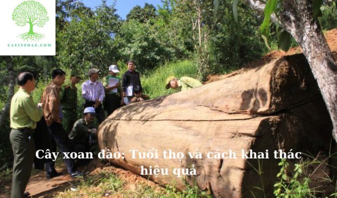 Cây xoan đào: Tuổi thọ và cách khai thác hiệu quả