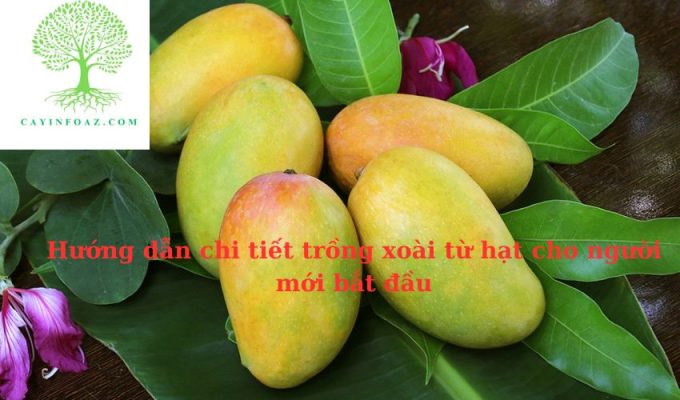 Hướng dẫn chi tiết trồng xoài từ hạt cho người mới bắt đầu