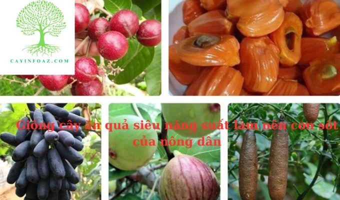 Những giống cây ăn quả siêu năng suất làm nên cơn sốt của nông dân