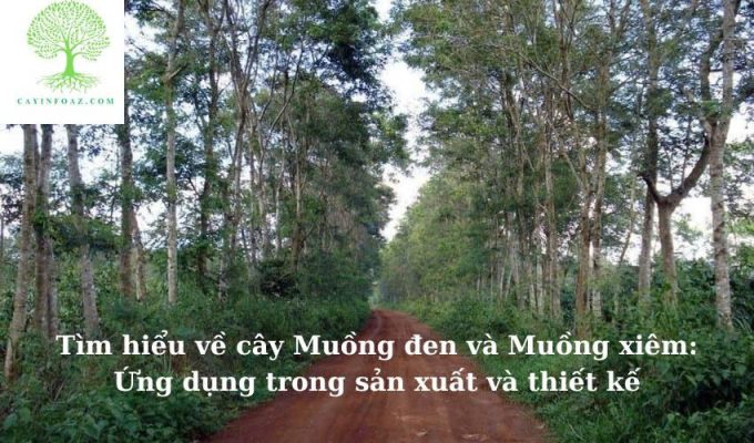 Tìm hiểu về cây Muồng đen và Muồng xiêm: Ứng dụng trong sản xuất và thiết kế